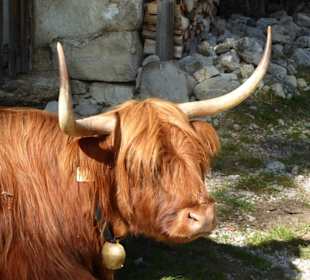 Mariandl-Alm - Schottisches Hochlandrind