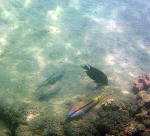 Schnorcheln Marsa Alam