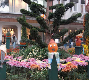 Chrysanthema