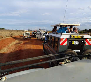 So mag ich keine Safari