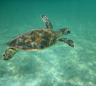 Und täglich grüßt die Schildkröte