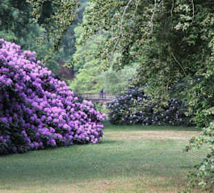 Die alten Hortensienbestände