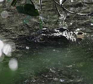 Unser Giude (Justin) sah einfach alles