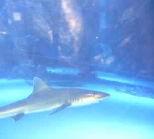 Röhren Aquarium Antalya 