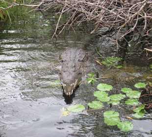 Kroko