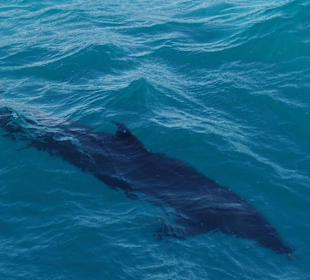 Delfinausflug mit Mo