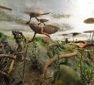 Abteilung "Feld und Flur" im Naturkundemuseum