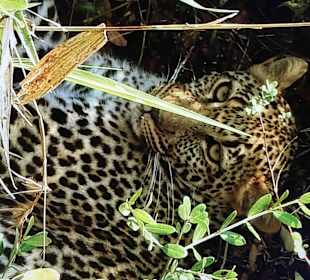 Masai Mara Holger & Mone