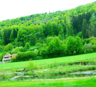 Sattes Grün im Frühjahr