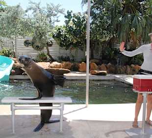 Sea Lion Show