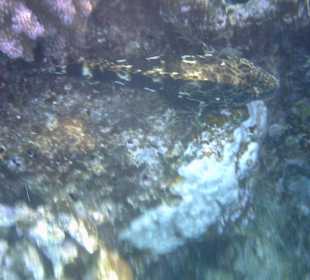 Schwanzfleck-Sandbarsch