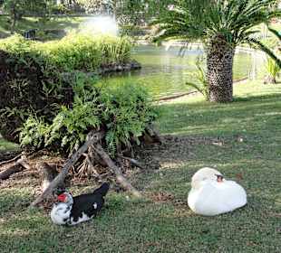 Парк в центре Фуншала