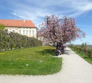 Hofgarten am Dachauer Schloss