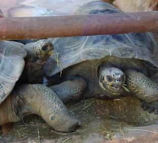 Schöner Stadt Zoo Fuengirola