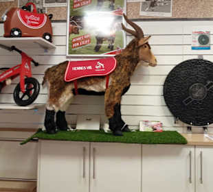 RheinEnergieSTADION Köln in Köln