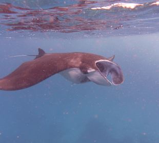 Schnorcheln Raja Ampat	