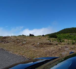 Auf der Hochebene: Kühe am Pico da Urze