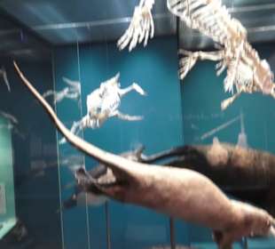 Zoologisches Museum