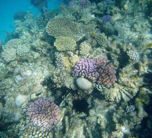 Delfintour 07.08.2012 