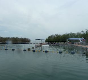 Delfiniarium bei der Insel Cayo Blanco