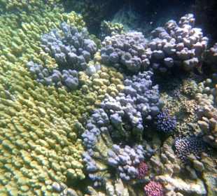 Riff Gorgonia 