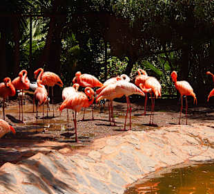 Tiere des Palmitos Parks