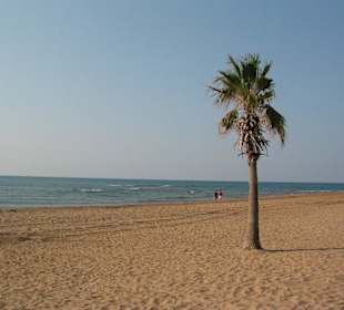 Einsame Palme am Strand