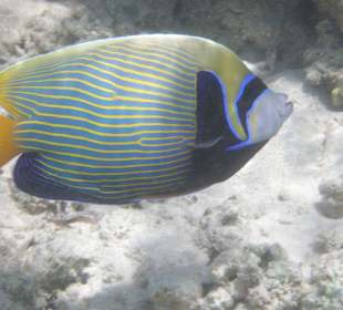 Imperatorkaiserfisch beim Regieren, majestätisch
