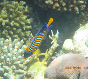 Pfauenkaiserfisch