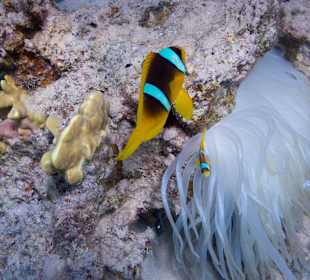 Anemomenfische vor Wohnung