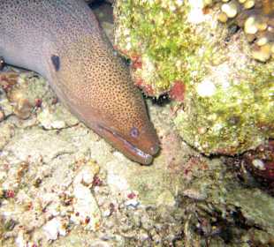 Moray eel just off beach