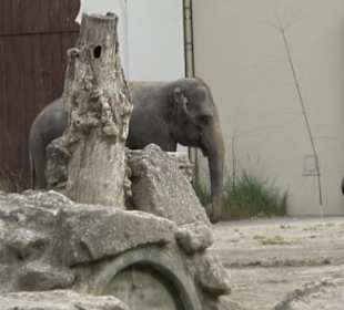 Tierpark Hellabrunn - Reich der Elefanten