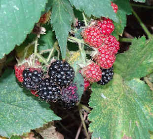 Der Naschgarten des Arboretum Wildeshausen