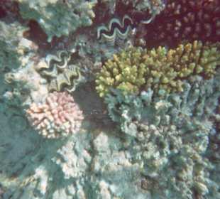 Muscheln und Korallen