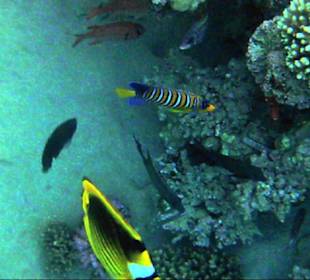 Bunte Fische am Hausriff