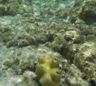 Schnorcheln Hurghada