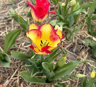 Floratuin Julianadorp