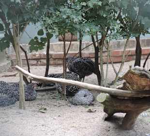 Pfaueninsel-Impression