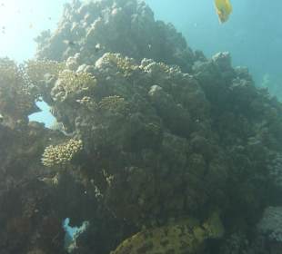 Unten im Riff