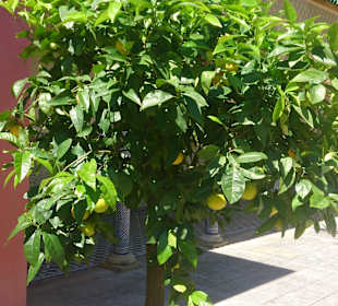 Orientalischer Garten