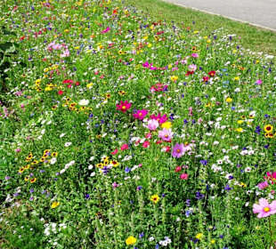 Blumenwiesen am Echternacher See