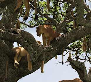 Lions on a tree