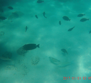 Schnorcheln Sahl Hasheesh