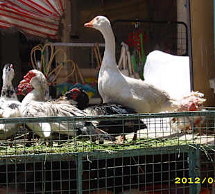 Auch lebende Tiere werden angeboten 