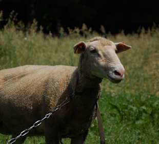 Muzeum Wsi Lubelskiej