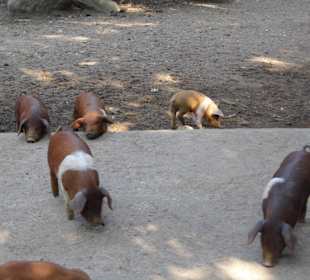 WildparkImpression September 2013