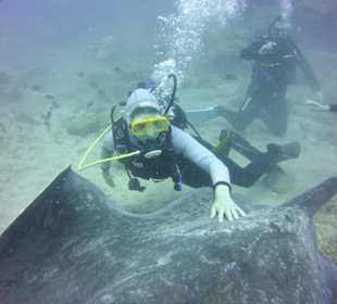 Tauchen mit Rochen mit Ocean Trek Teneriffa