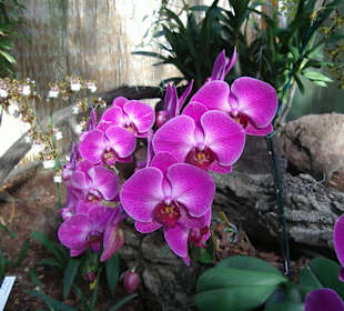 Orchidee