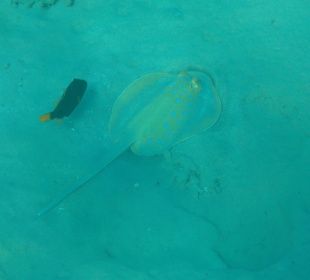 Schnorcheln Makadi Bay