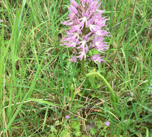 Knabenkraut am Wegrand bei Wanderung